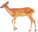 OŌCI