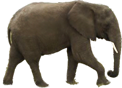 |L
